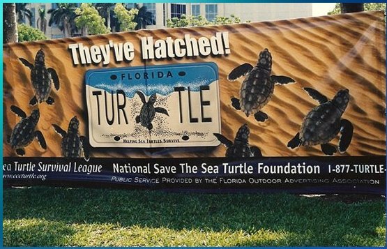 Adopt a Sea Turtle Nest  - Save the Sea Turtle Foundation - Rivieratowel