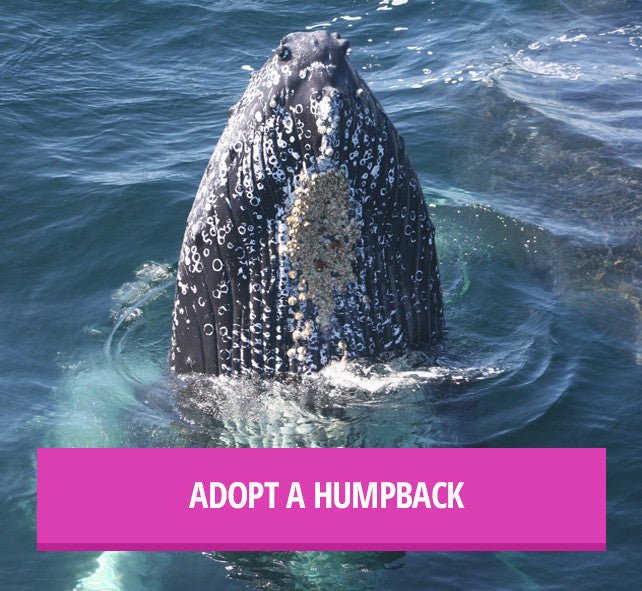 Riviera Towel Co. Adopts Sirius the Humpback Whale - Rivieratowel