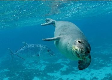 Support the expansion of the Papahānaumokuākea Marine National Monument - Rivieratowel