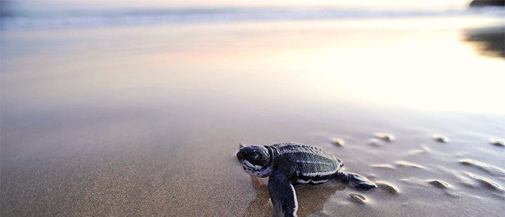 Wanted: Sea Turtle Photos for STC’s 2017 Calendar - Rivieratowel